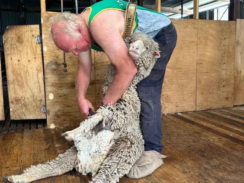 Sheep shearing demonstration