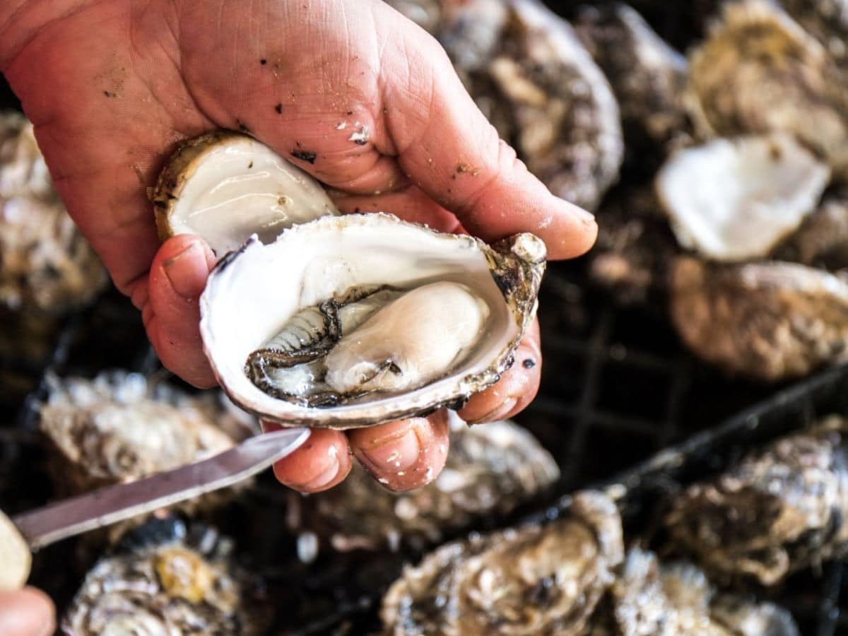 American River Oyster Farm | Photo Credit South Australia Tourism Commission